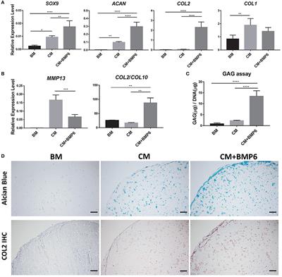 Osteochondral Tissue Chip Derived From iPSCs: Modeling OA Pathologies and Testing Drugs